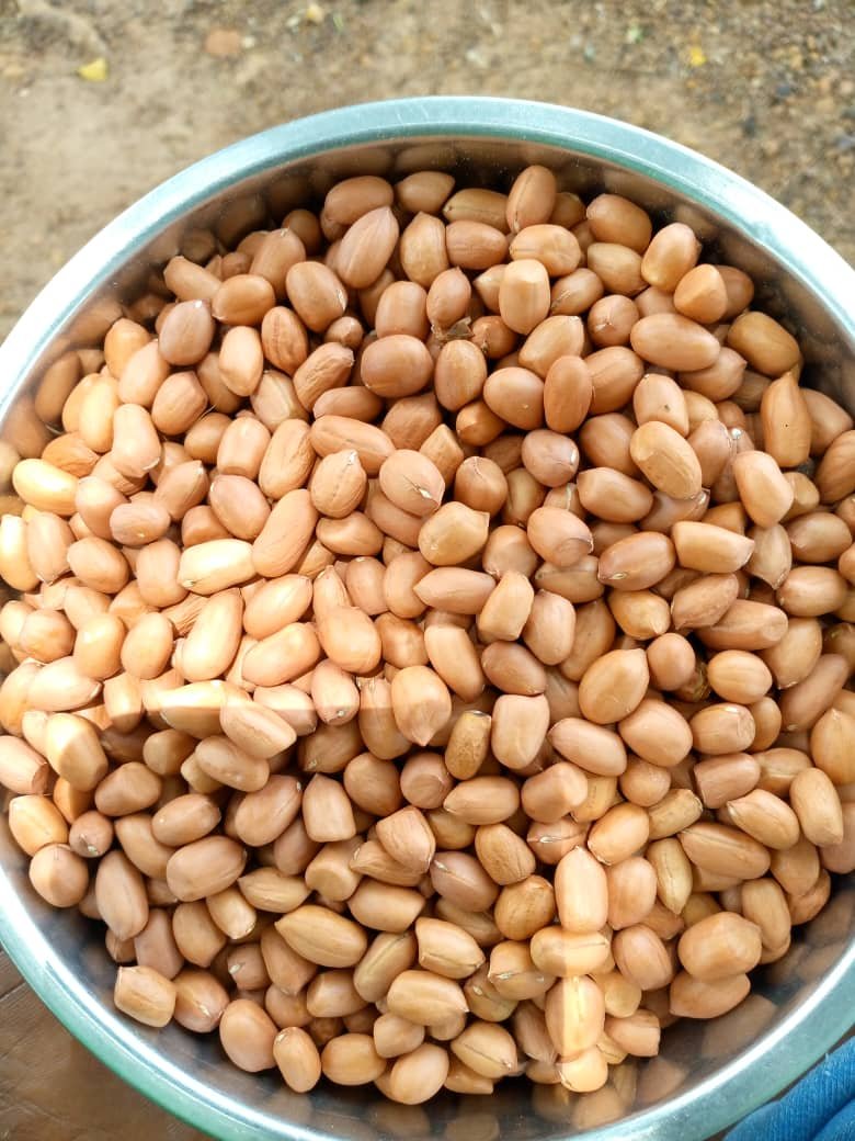 Peanut - Image 3