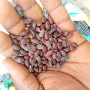 Black Seed